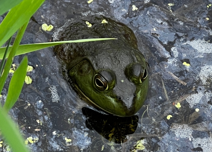 American Bullfrog